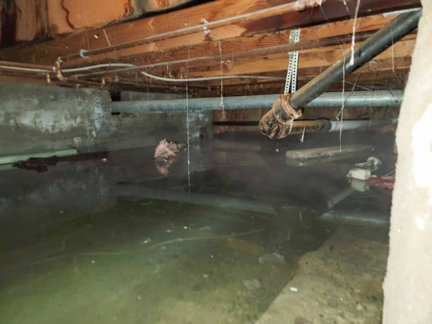 Best Professional water damage repair  in Hamburg, AR